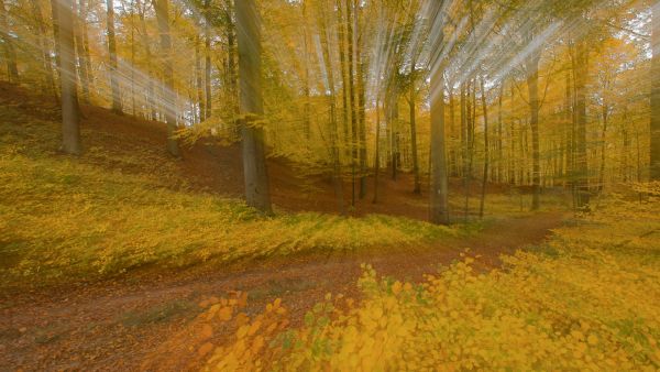 003 - Lenske Boortmeerbeek - Daniel Bols - Kleuren in het bos